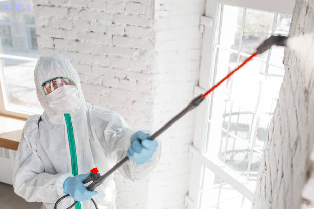 Best Mold Damage Restoration  in Holbrook, AZ