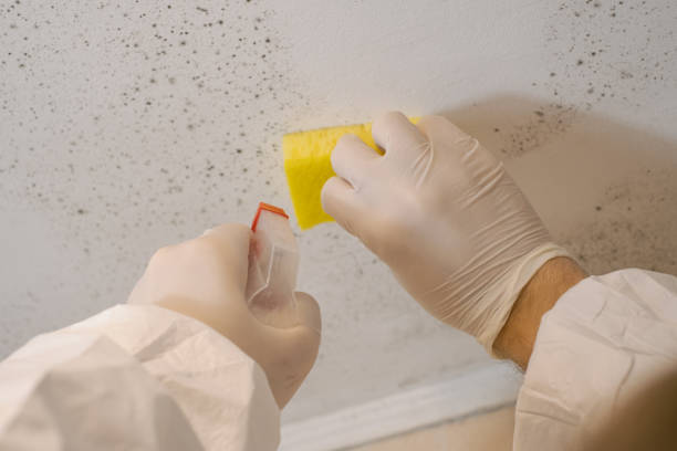 Professional Mold Removal in Holbrook, AZ