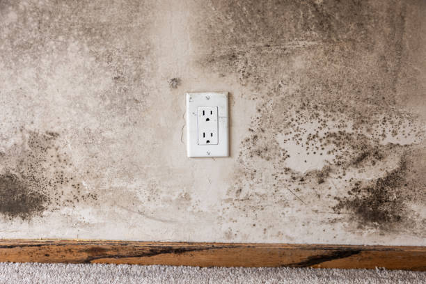 Best Mold Prevention Services  in Holbrook, AZ