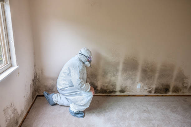 Best Crawl Space Mold Remediation  in Holbrook, AZ