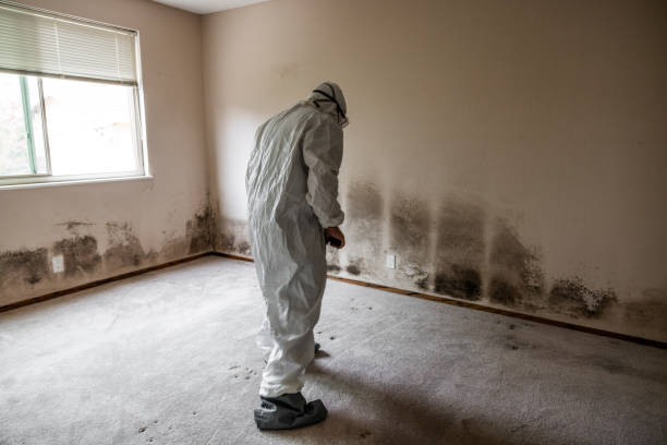 Best Real Estate Mold Inspection  in Holbrook, AZ