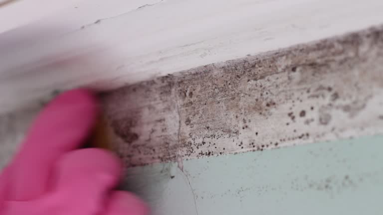 Best Basement Mold Removal  in Holbrook, AZ